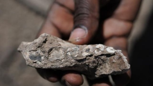 Encuentran en Etiopía nuevo ancestro de la especie humana