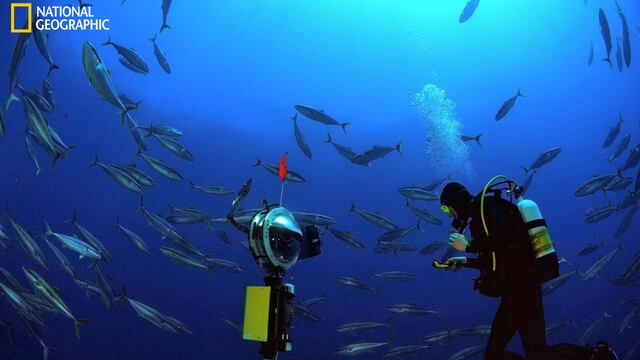 Científicos descubren un extraordinario ecosistema en las cordilleras submarinas frente a Chile y Perú