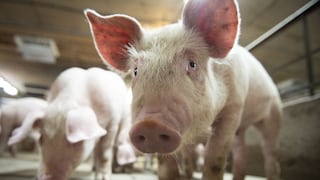 China asegura que gripe porcina G4 EA H1N1 no es nueva y no infecta a humanos fácilmente