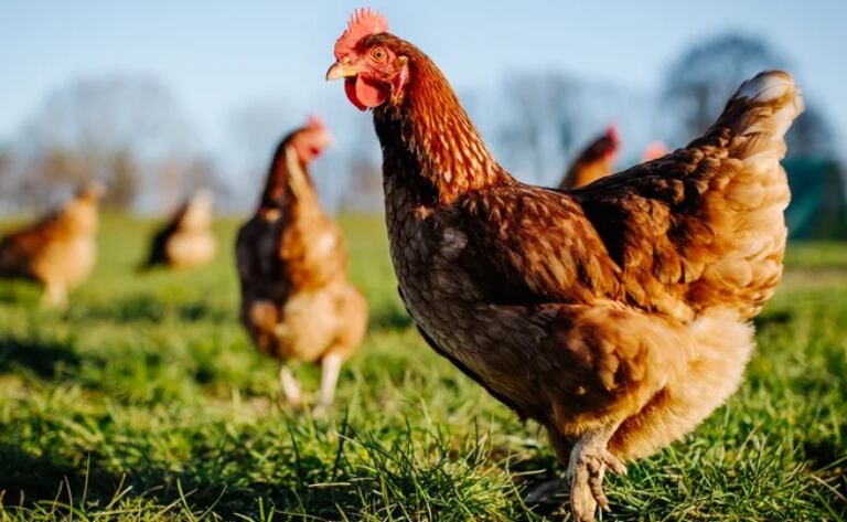 Las gallinas de Handsome Brook Farms viven al aire libre unos 300 días al año (Foto: Freepik)