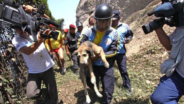 ¿Por qué un perro mestizo no puede ser policía?