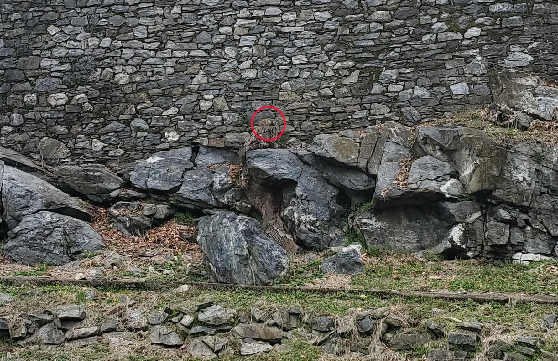 La marmota está hacia el centro de la foto, acurrucada entre algunas rocas en el fondo del terraplén.