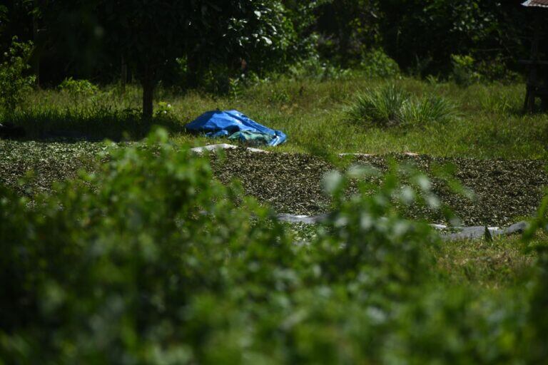 Los cultivos ilegales de coca y su procesamiento aflora alrededor de las pistas de aterrizaje. Este es un escenario común dentro y fuera de comunidades indígenas de Ucayali, Huánuco y Pasco. Foto: Mongabay Latam.
