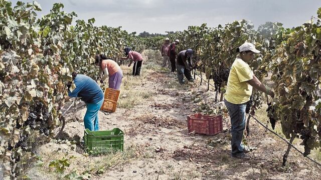 Nueva ley de promoción agraria: Comisión del Congreso definiría hoy remuneración y tributación para el sector