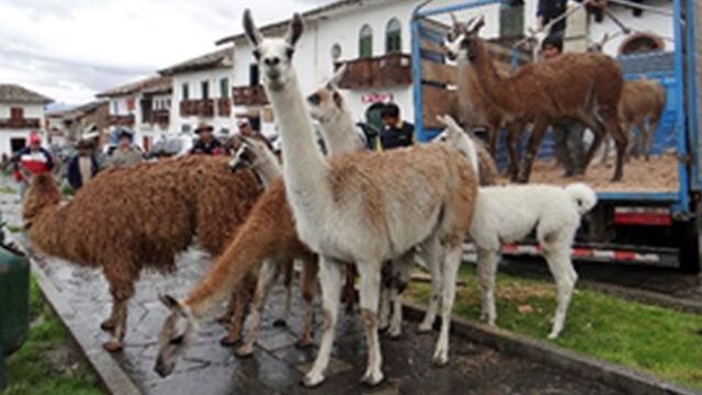 Comuneros suspenden pastoreo en el Parque Nacional Huascarán