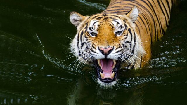 Colombia: Tigre escapó de Hacienda Nápoles; parque dice que su personal tuvo que matarlo