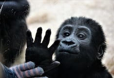 Los primates poseen intuición geométrica, con un origen similar al humano