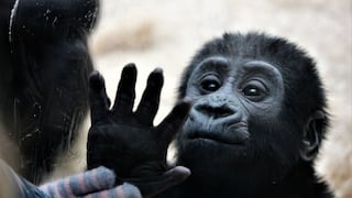 Los primates poseen intuición geométrica, con un origen similar al humano