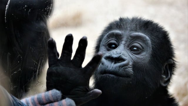 Los primates poseen intuición geométrica, con un origen similar al humano