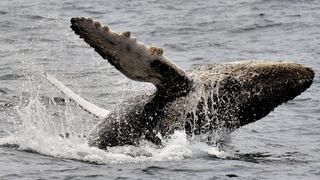 ¿Cómo las ballenas jorobadas se salvaron de la extinción?