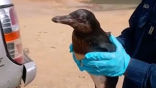 Reportan que animales afectados por derrame de petróleo llegan hasta las playas de Barranca | VIDEO
