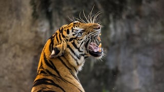  Desarrollan IA que lucha contra el tráfico ilegal de tigres