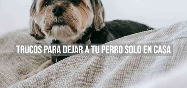 Cómo dejar a tu perro solo en casa: los 5 mejores trucos