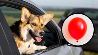 Cómo limpiar los pelos de tu perro del coche con un globo