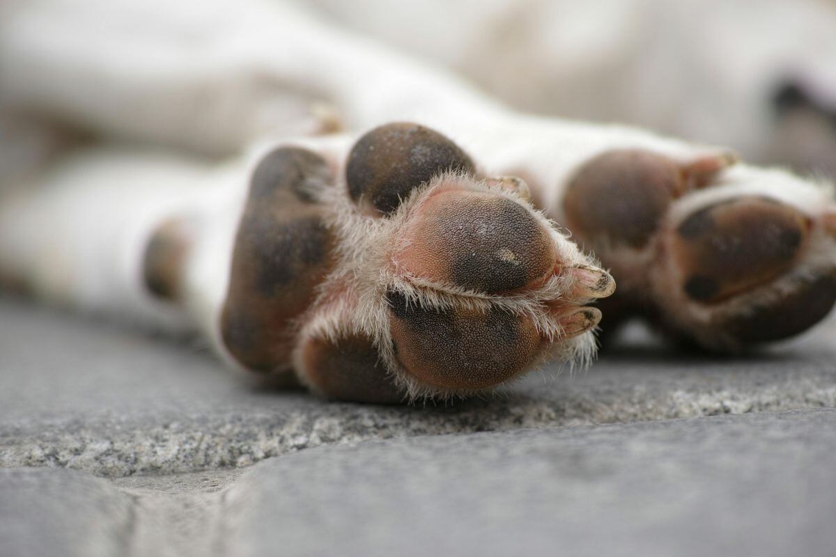 Las almohadillas plantares (patas) pueden sufrir quemaduras al tener contacto con el pavimento que alcanza altas temperaturas. (Foto: Engin Akyurt / Pexels)