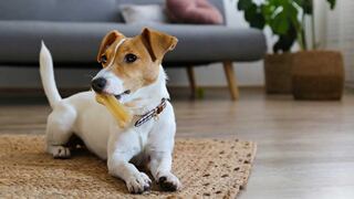 ¿Qué hacer con tu mascota si eres detenido por el ICE y sufres una deportación?