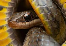 Por qué algunos animales pueden comer veneno sin morir