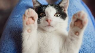 California prohíbe cortarle las garras a los gatos: lo que dice la ley firmada por Gavin Newsom