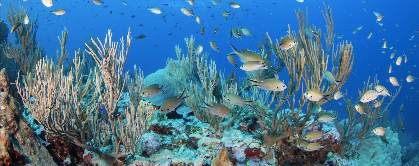 Paisaje submarino que muestra la riqueza biológica del Parque Nacional Bajos del Norte. Foto: Oceana / Carlos Aguilera