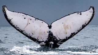 Científicos y turistas registran 13 especies de cetáceos en la costa norte de Perú | FOTOS