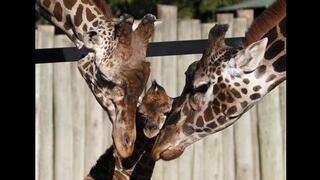 Zoológico danés mata jirafa bebé y se lo da de comer a leones