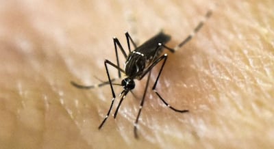 Día Internacional contra el Dengue: ¿por qué se conmemora cada 26 de agosto?