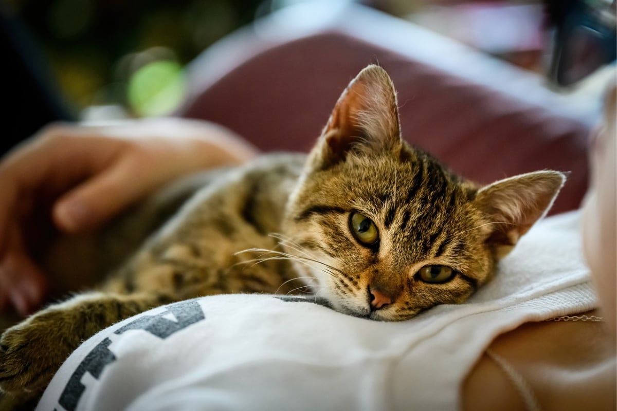 Gato rejalado junto a su dueña. (Foto: Pixabay/Alek_B).