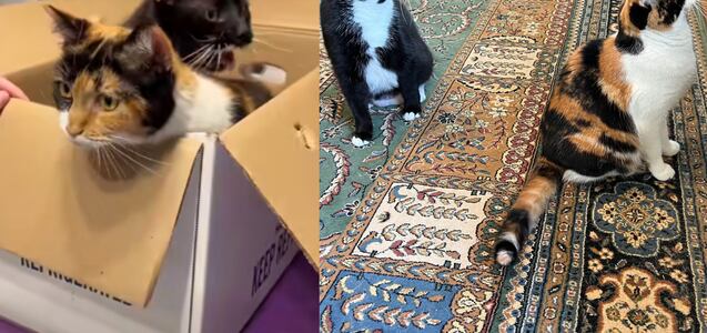 Theodore y Juniper, los gatos que fueron abandonados en una caja de cartón, ya tienen hogar