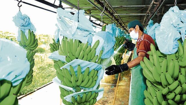 Del desperdicio a la sostenibilidad: la revolución verde en la industria bananera