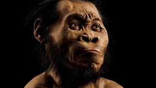 Confirman que el Homo Naledi podía manejar herramientas