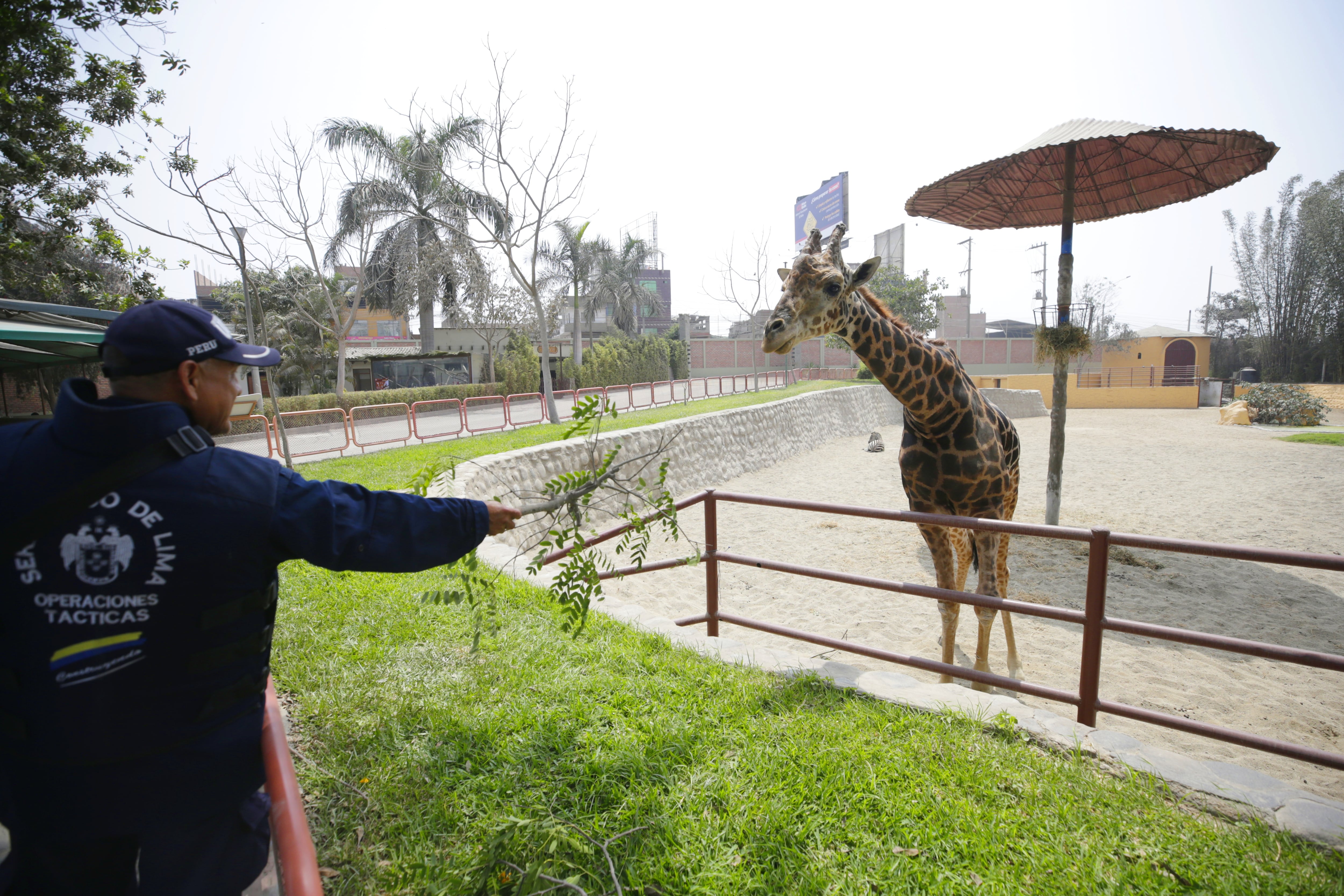 Postula aquí a los puestos de trabajo que ofrece el Parque de las Leyendas con sueldos de hasta S/7.000 | Desde guardaparques hasta especialistas administrativos, conoce todas las ofertas laborales en la siguiente nota a continuación. (Archivo)