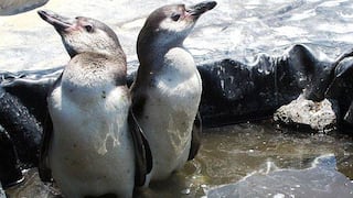 Nacen dos pingüinos de Humboldt en un criadero de Puerto Eten