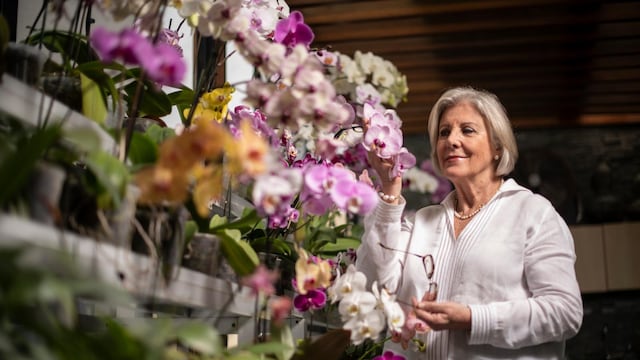 Tiempo de orquídeas: consejos para cuidar y preservar estas flores encantadoras