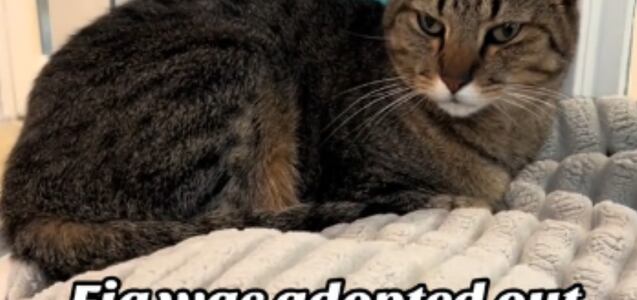 Fig, la gata que regresó a refugio de California 7 años después de ser adoptada