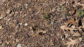 Pon a prueba tu vista y encuentra al escurridizo sapo en esta ilusión óptica en tiempo récord