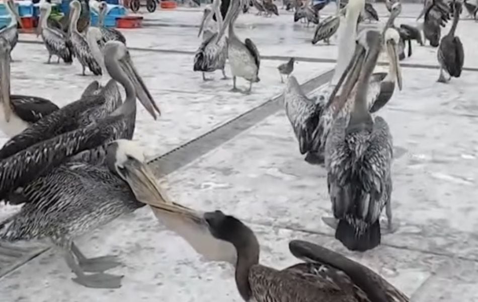 Pelícanos invaden terminal pesquero de Trujillo en búsqueda de alimento. (Foto: Captura de YouTube / Buenos Días Perú)