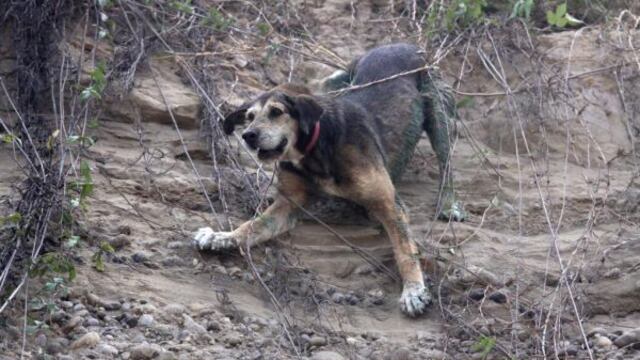 Perro rescatado en la Costa Verde está saludable y espera ser adoptado