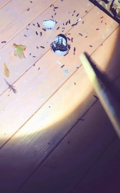 La usuaria lanzó un mensaje de advertencia a todos aquellos que guardan sus adornos en cajas de cartón. (Foto: @empease7 / TikTok)