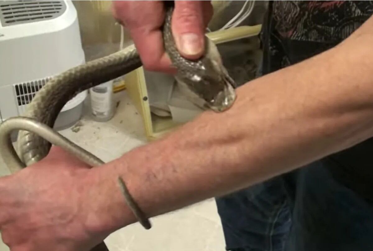 Tim Friede se deja morder por una mamba negra, en un vídeo de su página de YouTube. | Crédito: YouTube Truly