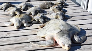 Frío en Florida aturde a más de mil tortugas marinas