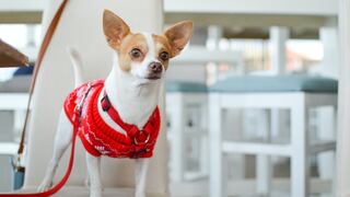 Consultorio WUF: ¿cómo saber si tu perro tiene otitis?