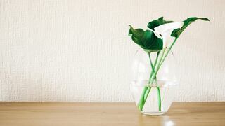 La mezcla casera que te permitirá limpiar tus floreros de cristal en segundos