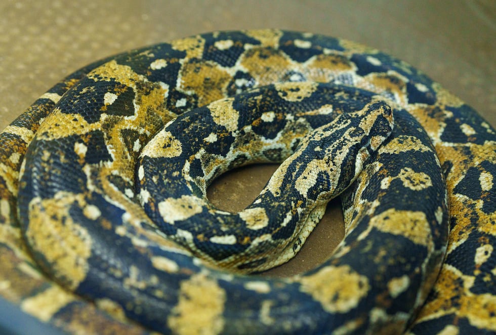 En el serpentario se pueden encontrar más de 30 serpientes que se mantienen en dicho espacio con fienes de investigación académica y médica, al ser útiles para la preparación de antídotos.