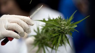 Proponen utilizar el cannabis para tratar fracturas óseas