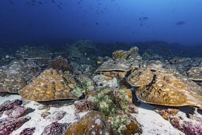 El Niño se ha intensificado un 37% debido al cambio climático