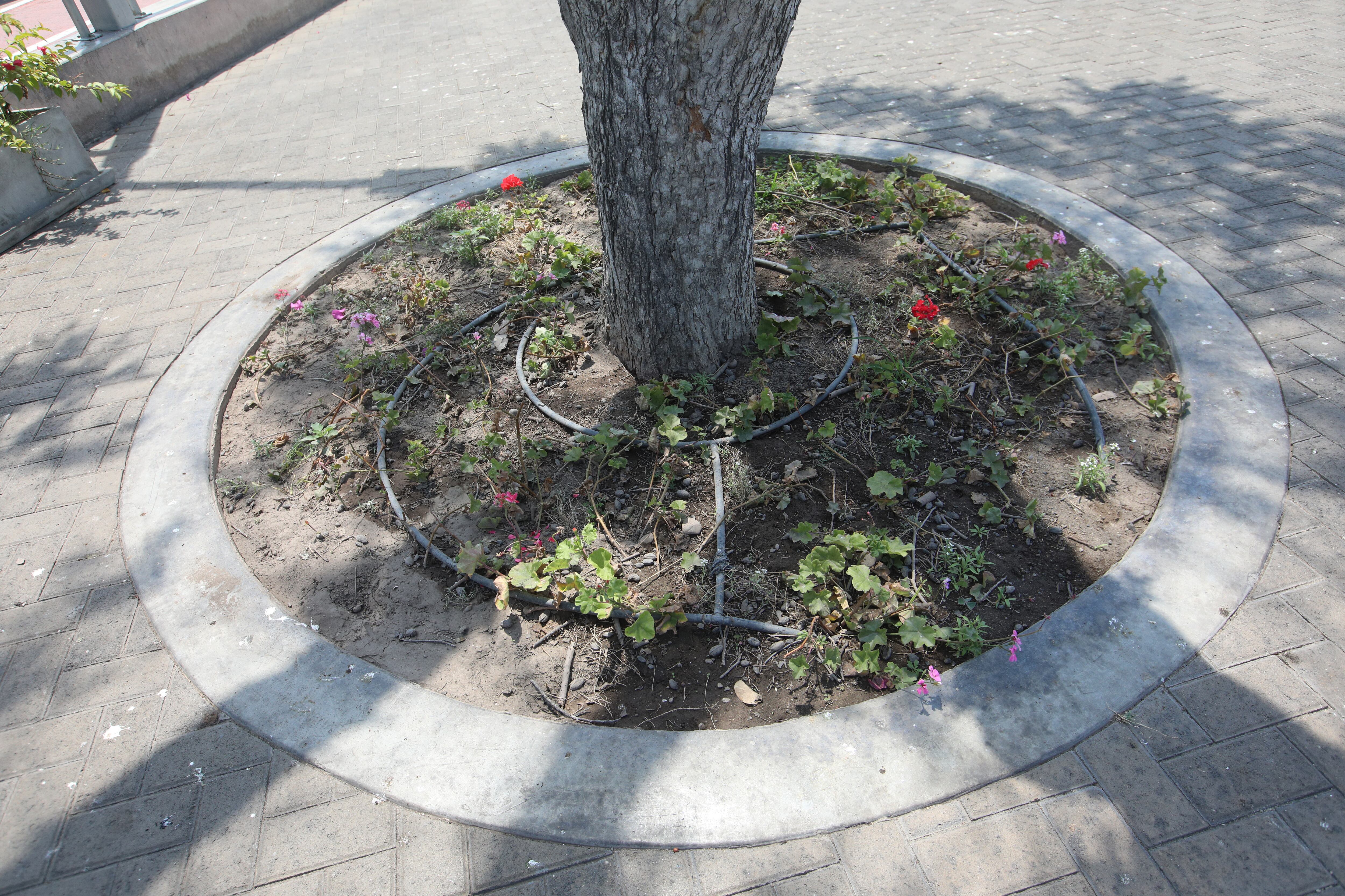 Sistema de riego por goteo en árbol del parque Martinelli. Foto: Anthony Niño de Guzmán.