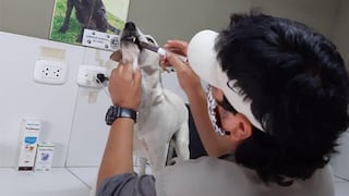 WUF: Importante donación de medicinas ayuda a decenas de perros sin hogar