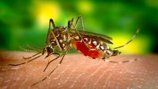 Dengue | ¿cuáles son los síntomas que produce este mal y los tratamientos para combatirlo?
