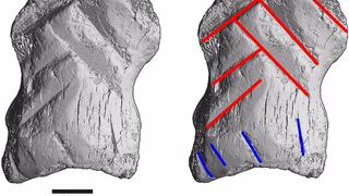 Científicos descubren que los neandertales tallaban objetos artísticos hace más de 50.000 años