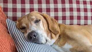 ¿Tu perro se mueve mientras duerme?